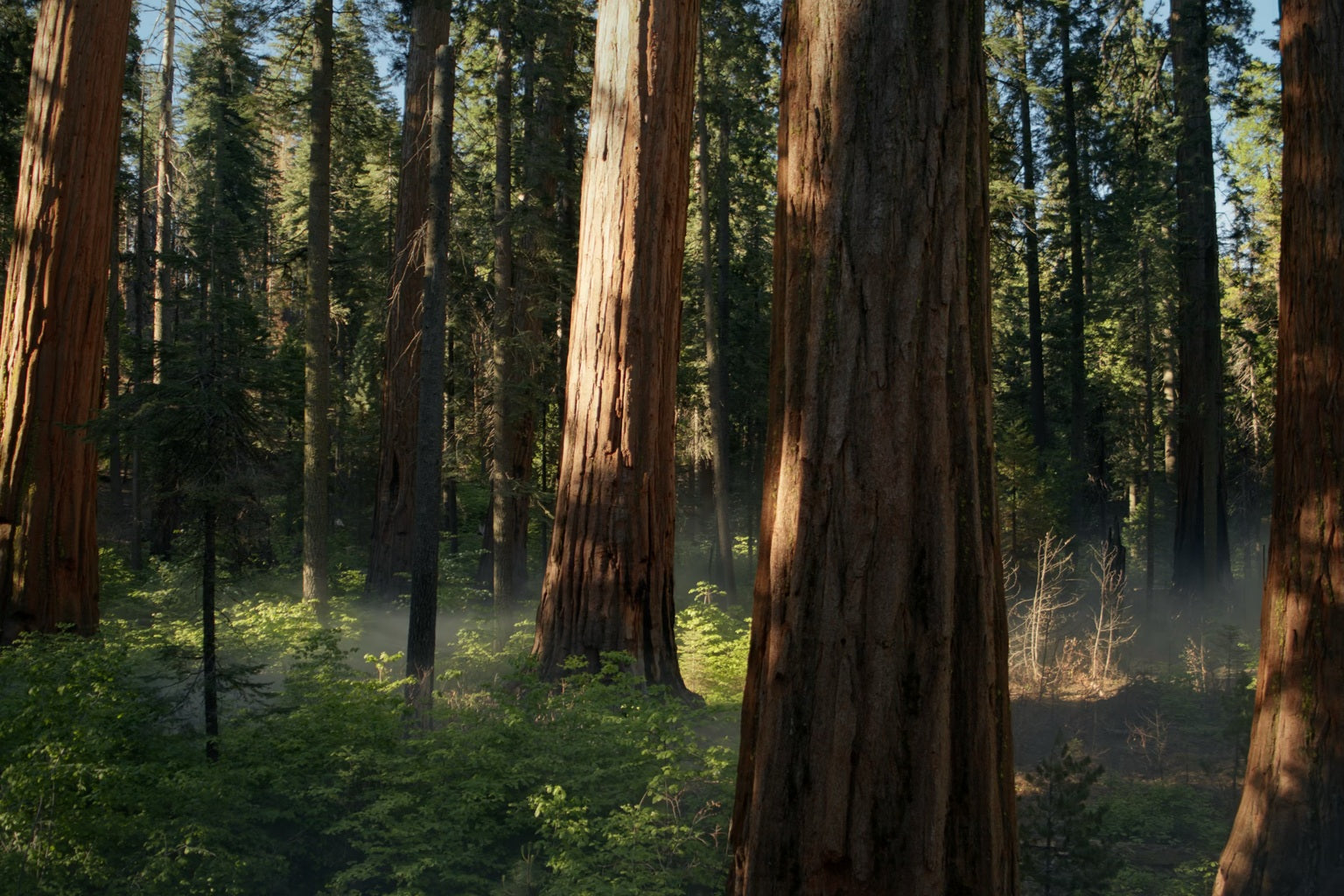The default macOS Sequoia Sunrise forest wallpaper